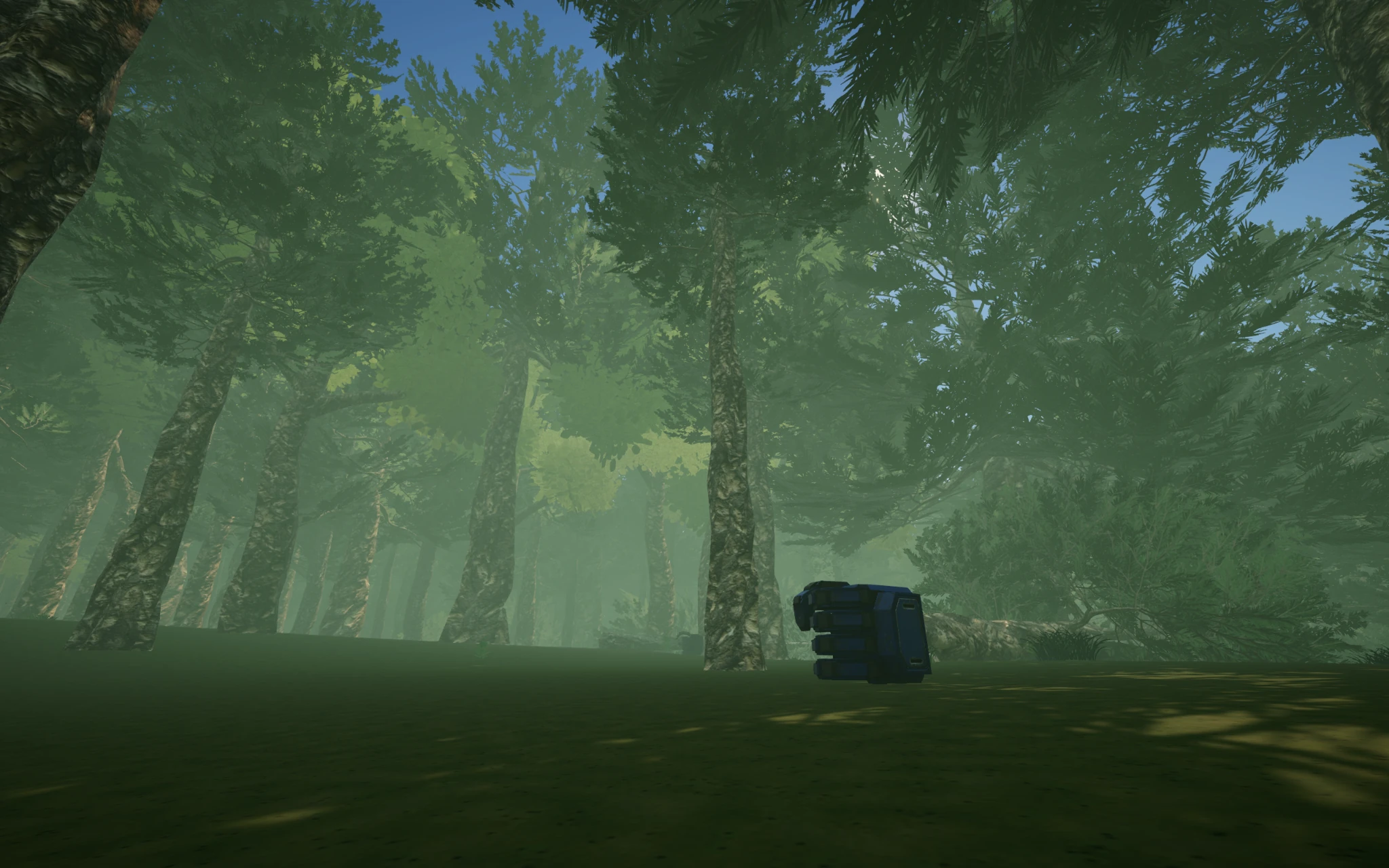 Under the Pines sunlit forest clearing
